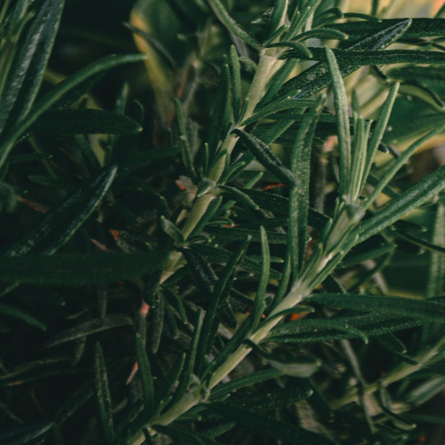 Close-up of thyme representing Simplehuman's Rosemary Thyme scent.